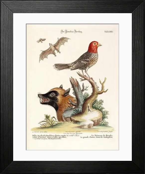 Framed Print : A bird, a bat and a fox of Madagascar-Antique plate of the dutch book: Collection of foreign and rare birds Framed Print : A bird, a bat and a fox of Madagascar-Antique plate of the dutch book: Collection of foreign and rare birds