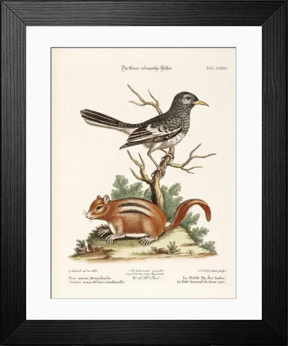 Framed Print : Bird illustration-A bird and a Squirrel-Antique plate of the dutch book: Collection of foreign and rare birds Framed Print : Bird illustration-A bird and a Squirrel-Antique plate of the dutch book: Collection of foreign and rare birds