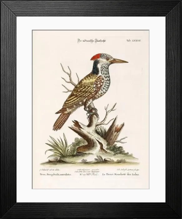 Framed Print : Bird illustration-Woodpecker-Antique plate of the dutch book: Collection of foreign and rare birds Framed Print : Bird illustration-Woodpecker-Antique plate of the dutch book: Collection of foreign and rare birds