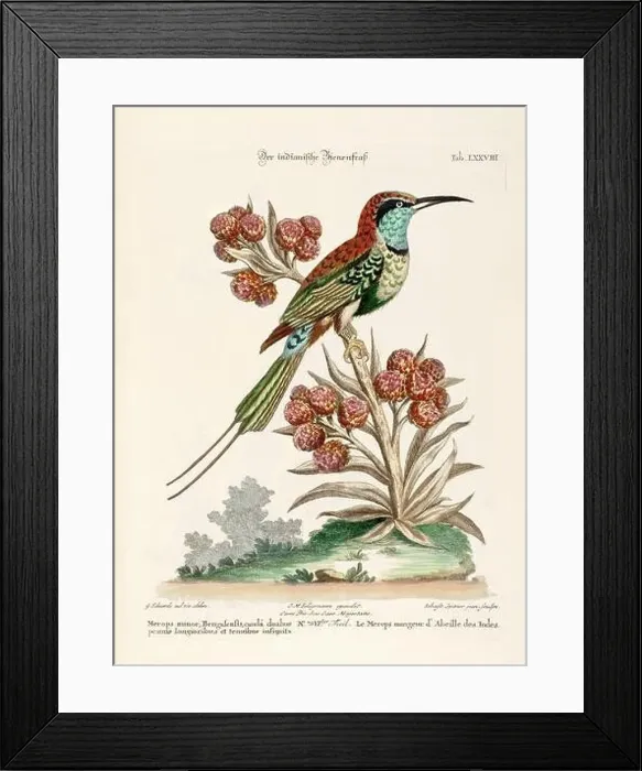 Framed Print : Bird illustration-The Bee-eater-Antique plate of the dutch book: Collection of foreign and rare birds