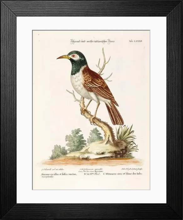 Framed Print : Bird illustration-The Common Starling-Antique plate of the dutch book: Collection of foreign and rare birds Framed Print : Bird illustration-The Common Starling-Antique plate of the dutch book: Collection of foreign and rare birds
