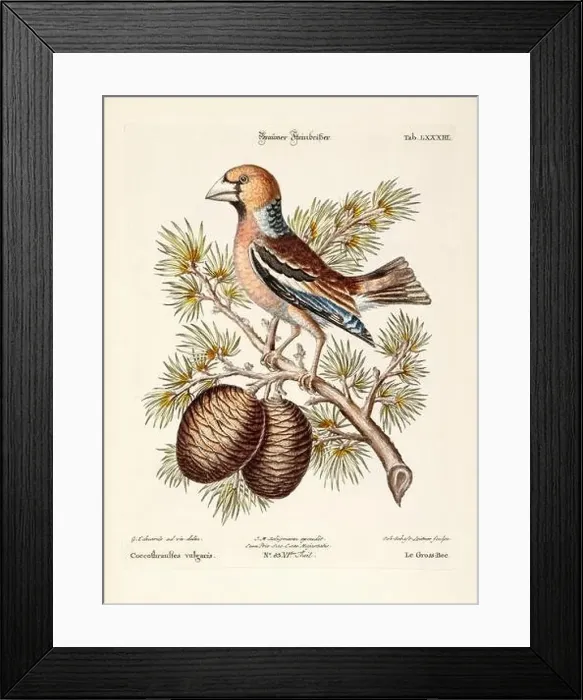Framed Print : Bird illustration-The Hawfinch-Antique plate of the dutch book: Collection of foreign and rare birds Framed Print : Bird illustration-The Hawfinch-Antique plate of the dutch book: Collection of foreign and rare birds