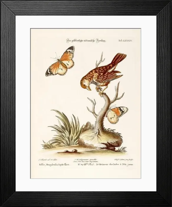 Framed Print : Bird illustration-Sparrow and Butterflies -Antique plate of the dutch book: Collection of foreign and rare birds Framed Print : Bird illustration-Sparrow and Butterflies -Antique plate of the dutch book: Collection of foreign and rare birds