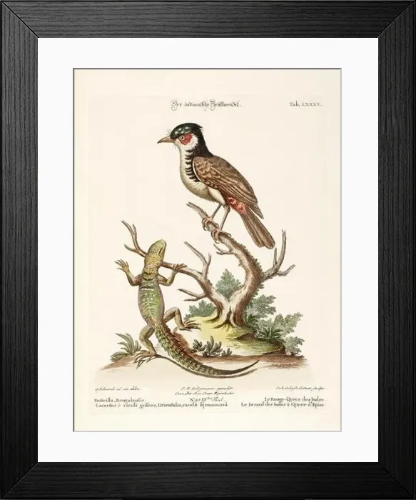 Framed Print : Bird illustration-A Bird and a Lizard-Antique plate of the dutch book: Collection of foreign and rare birds Framed Print : Bird illustration-A Bird and a Lizard-Antique plate of the dutch book: Collection of foreign and rare birds
