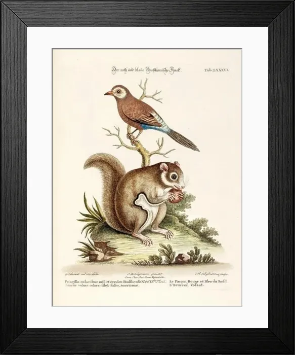 Framed Print : Bird illustration - A Bird and a Squirrel -Antique plate of the dutch book: Collection of foreign and rare birds Framed Print : Bird illustration - A Bird and a Squirrel -Antique plate of the dutch book: Collection of foreign and rare birds