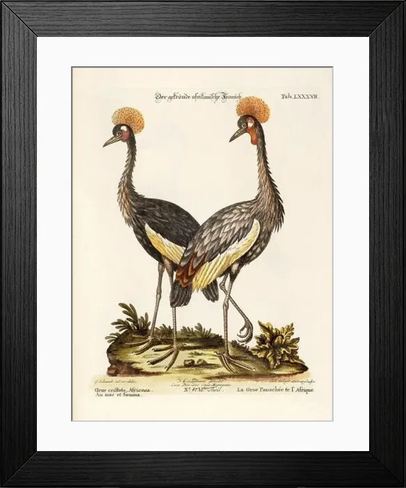 Framed Print : Bird illustration -The Grey Crowned Crane-Antique plate of the dutch book : Collection of foreign and rare birds Framed Print : Bird illustration -The Grey Crowned Crane-Antique plate of the dutch book : Collection of foreign and rare birds
