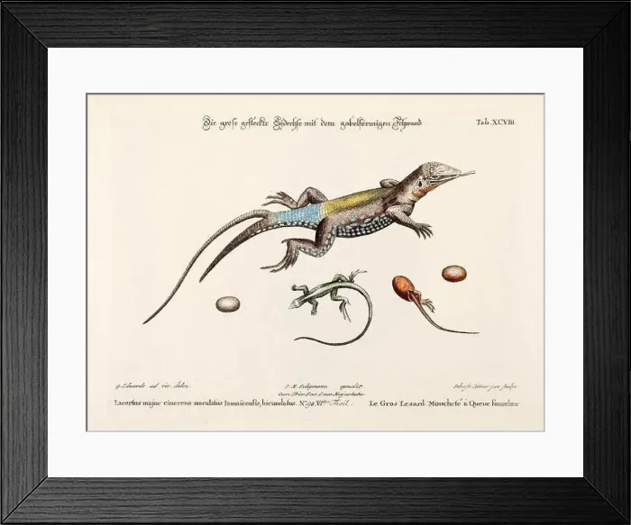 Framed Print : Reptile illustration - The Lizard - Antique plate of the dutch book: Collection of foreign and rare birds Framed Print : Reptile illustration - The Lizard - Antique plate of the dutch book: Collection of foreign and rare birds