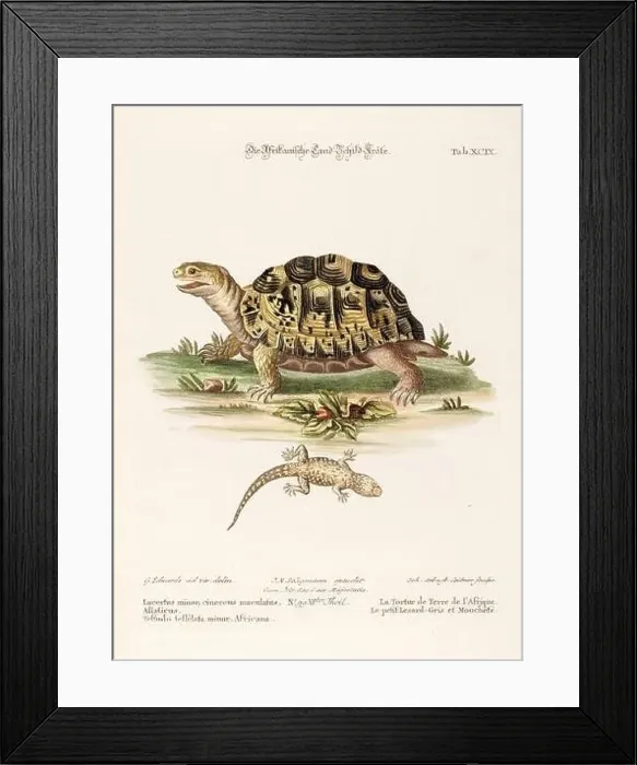 Framed Print : Turtle illustration - Antique plate of the dutch book: Collection of foreign and rare birds Framed Print : Turtle illustration - Antique plate of the dutch book: Collection of foreign and rare birds