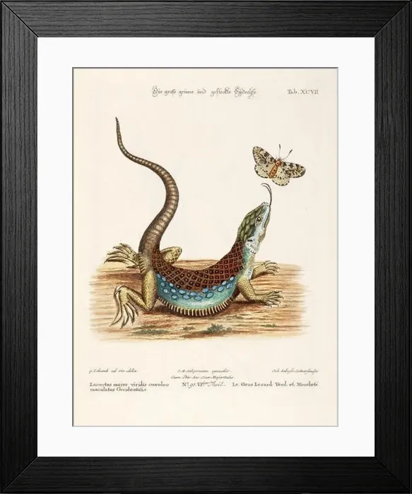 Framed Print : Reptile illustration - The Lizard - Antique plate of the dutch book: Collection of foreign and rare birds Framed Print : Reptile illustration - The Lizard - Antique plate of the dutch book: Collection of foreign and rare birds