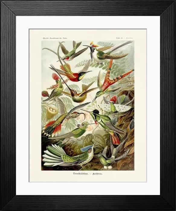 Framed Print : ERNST HAECKEL ART - Trochilidae