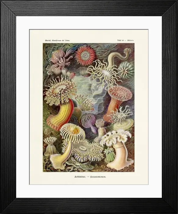 Framed Print : ERNST HAECKEL ART - Actiniae Framed Print : ERNST HAECKEL ART - Actiniae