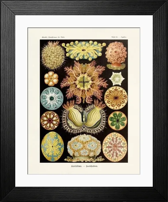 Framed Print : ERNST HAECKEL ART - Ascidiae Framed Print : ERNST HAECKEL ART - Ascidiae