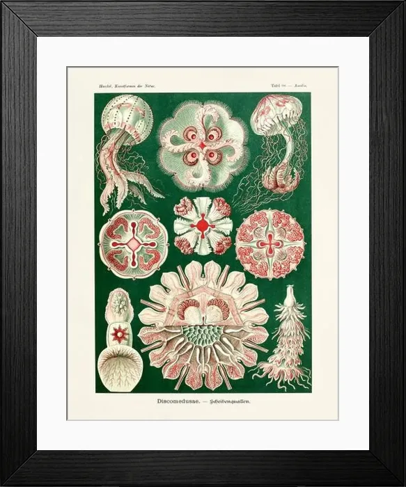 Framed Print : ERNST HAECKEL ART - Discomedusae Framed Print : ERNST HAECKEL ART - Discomedusae
