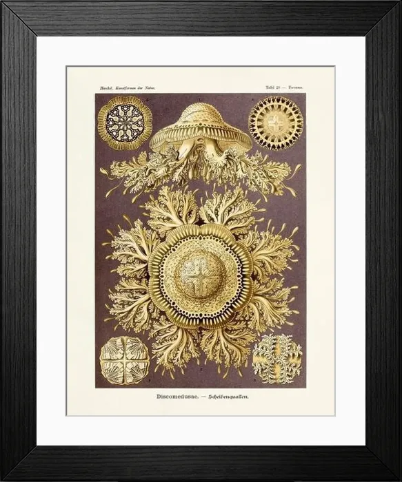 Framed Print : ERNST HAECKEL ART - Discomedusae Framed Print : ERNST HAECKEL ART - Discomedusae