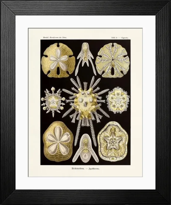 Framed Print : ERNST HAECKEL ART - Echinidea