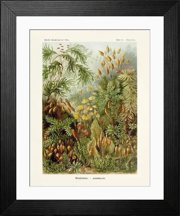 Framed Print : ERNST HAECKEL ART - Muscinae - 19th Century - Antique Botanical illustration - Illustrations of the book Framed Print : ERNST HAECKEL ART - Muscinae - 19th Century - Antique Botanical illustration - Illustrations of the book