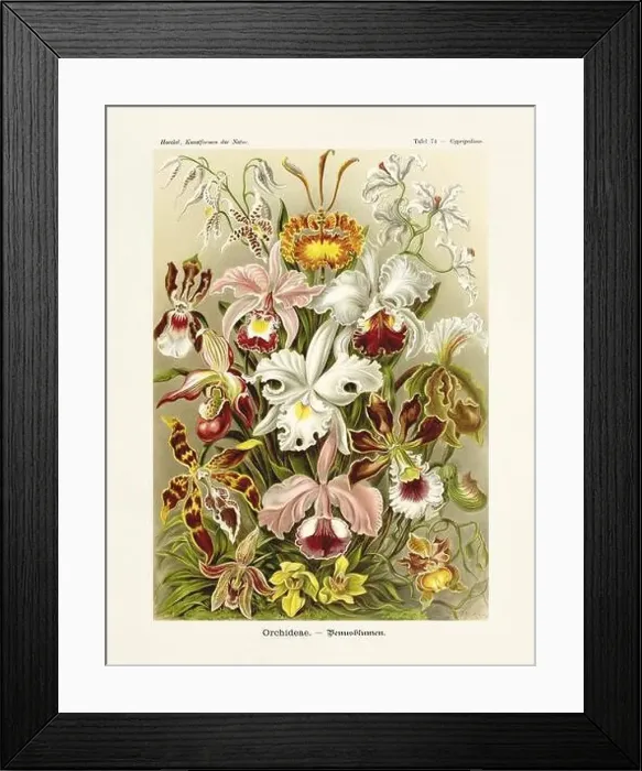 Framed Print : ERNST HAECKEL ART - Orchids - 19th Century - Antique Botanicall illustration - Illustrations of the book Framed Print : ERNST HAECKEL ART - Orchids - 19th Century - Antique Botanicall illustration - Illustrations of the book