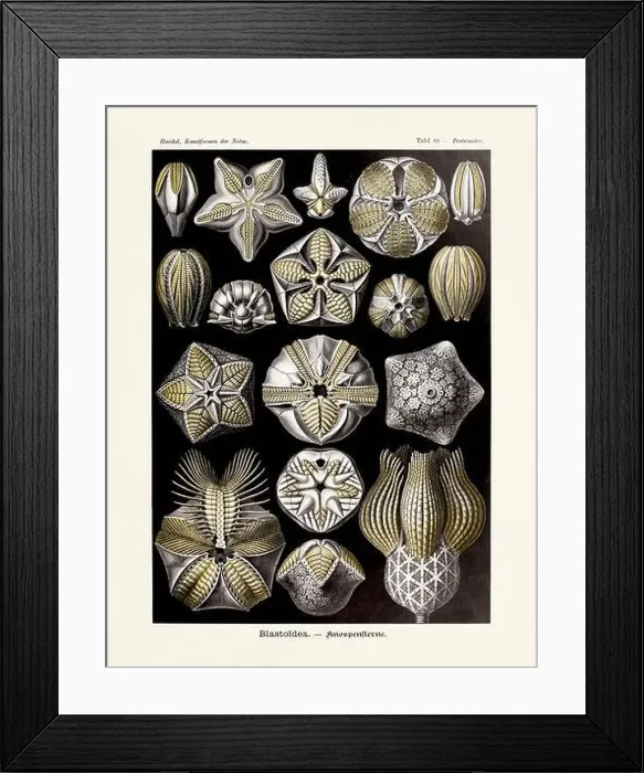 Framed Print : ERNST HAECKEL ART - Blastoidea Framed Print : ERNST HAECKEL ART - Blastoidea