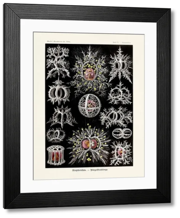Framed Print : ERNST HAECKEL ART - Stephoidea - 19th Century - Antique Zoological illustration - Illustrations of the book Framed Print : ERNST HAECKEL ART - Stephoidea - 19th Century - Antique Zoological illustration - Illustrations of the book