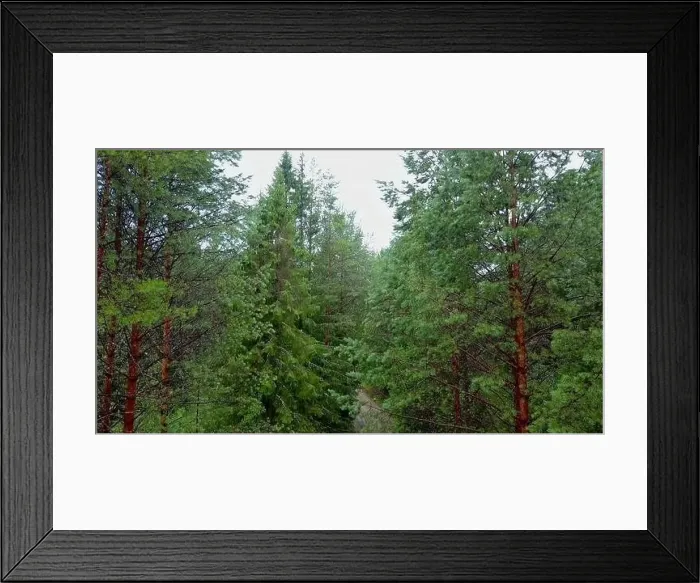 Framed Print : Top view of dirt road in green coniferous forest Framed Print : Top view of dirt road in green coniferous forest