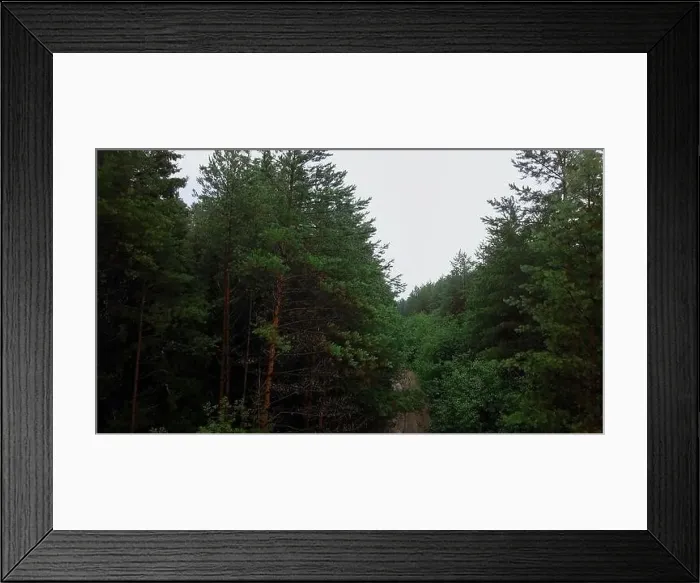 Framed Print : A narrow dirt road in the middle of the forest Framed Print : A narrow dirt road in the middle of the forest