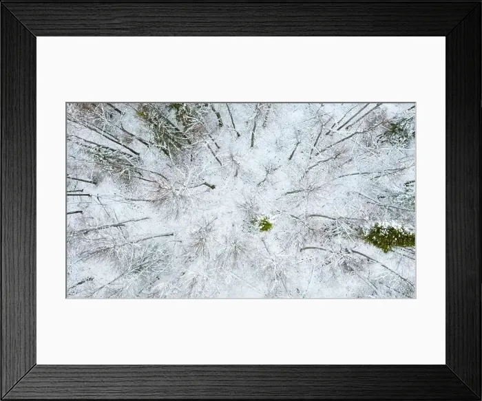 Framed Print : December forest. Clip.Helicopter view of early winter and trees under the snow that stand next to each other Framed Print : December forest. Clip.Helicopter view of early winter and trees under the snow that stand next to each other