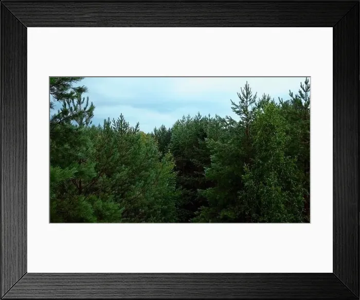 Framed Print : A narrow dirt road in the middle of the forest