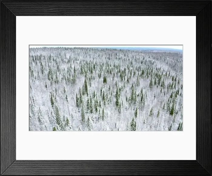 Framed Print : Winter forest landscape. Clip.View from a height of the green spruce standing in the white snow Framed Print : Winter forest landscape. Clip.View from a height of the green spruce standing in the white snow