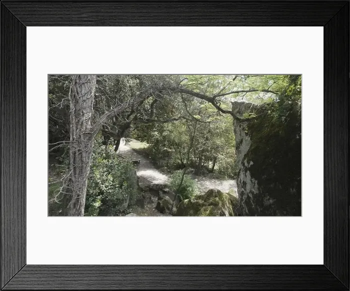 Framed Print : View of trail in green forest with tree and rock Framed Print : View of trail in green forest with tree and rock