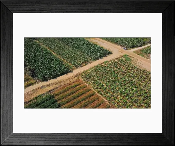 Framed Print : Top view of green beautiful fields of agricultural farmers Framed Print : Top view of green beautiful fields of agricultural farmers