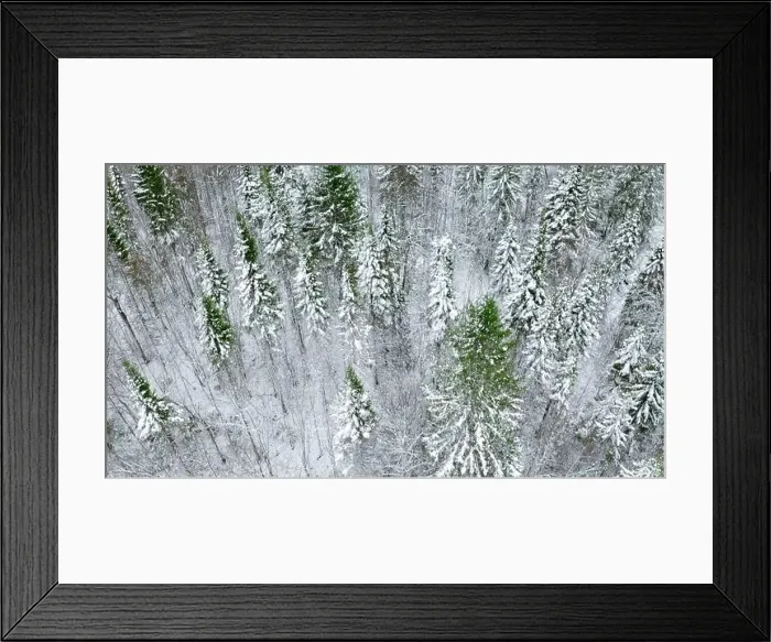 Framed Print : Aerial view of pine tree winter forest. Clip. Flying above snow covered tree tops Framed Print : Aerial view of pine tree winter forest. Clip. Flying above snow covered tree tops