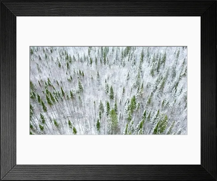 Framed Print : Aerial view of pine tree winter forest. Clip. Flying above snow covered tree tops Framed Print : Aerial view of pine tree winter forest. Clip. Flying above snow covered tree tops