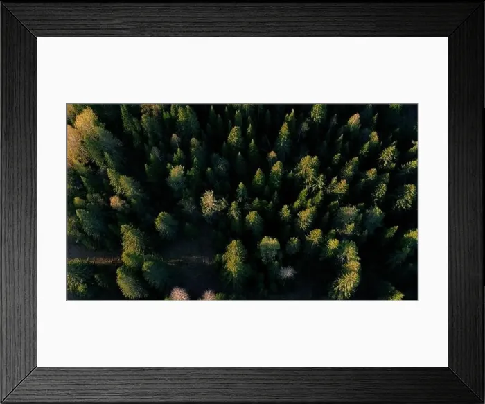 Framed Print : Top down view of autumn forest, fall woodland aerial shot. Clip. Drone fly over pine trees and yellow treetops Framed Print : Top down view of autumn forest, fall woodland aerial shot. Clip. Drone fly over pine trees and yellow treetops