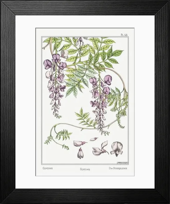Framed Print : Wisteria. Botanical art illustrated by Maurice Pillard Verneuil (1896) Framed Print : Wisteria. Botanical art illustrated by Maurice Pillard Verneuil (1896)