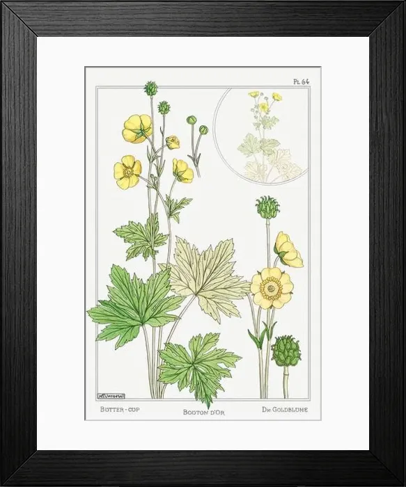 Framed Print : Butter-Cup. Botanical art illustrated by Maurice Pillard Verneuil (1896) Framed Print : Butter-Cup. Botanical art illustrated by Maurice Pillard Verneuil (1896)
