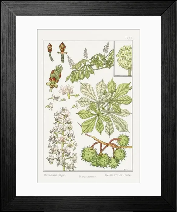 Framed Print : Chestnut tree. Botanical art illustrated by Maurice Pillard Verneuil (1896) Framed Print : Chestnut tree. Botanical art illustrated by Maurice Pillard Verneuil (1896)