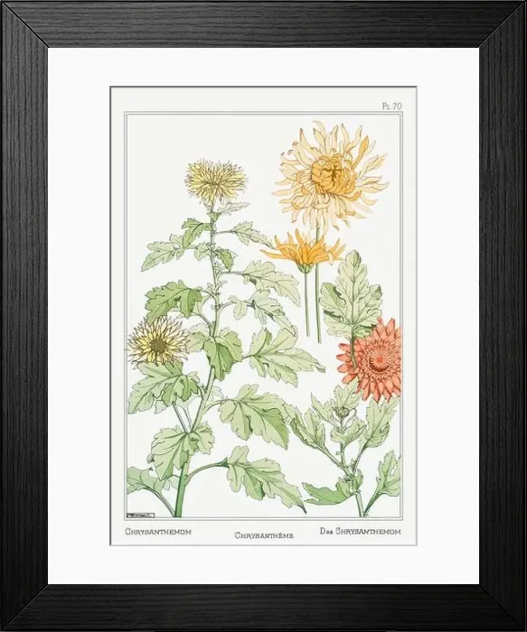 Framed Print : Chrysanthemums. Botanical art illustrated by Maurice Pillard Verneuil (1896) Framed Print : Chrysanthemums. Botanical art illustrated by Maurice Pillard Verneuil (1896)