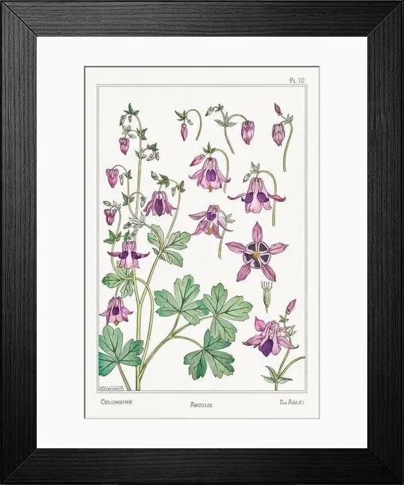 Framed Print : Columbine. Botanical art illustrated by Maurice Pillard Verneuil (1896) Framed Print : Columbine. Botanical art illustrated by Maurice Pillard Verneuil (1896)