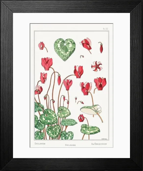 Framed Print : Cyclamen. Botanical art illustrated by Maurice Pillard Verneuil (1896) Framed Print : Cyclamen. Botanical art illustrated by Maurice Pillard Verneuil (1896)