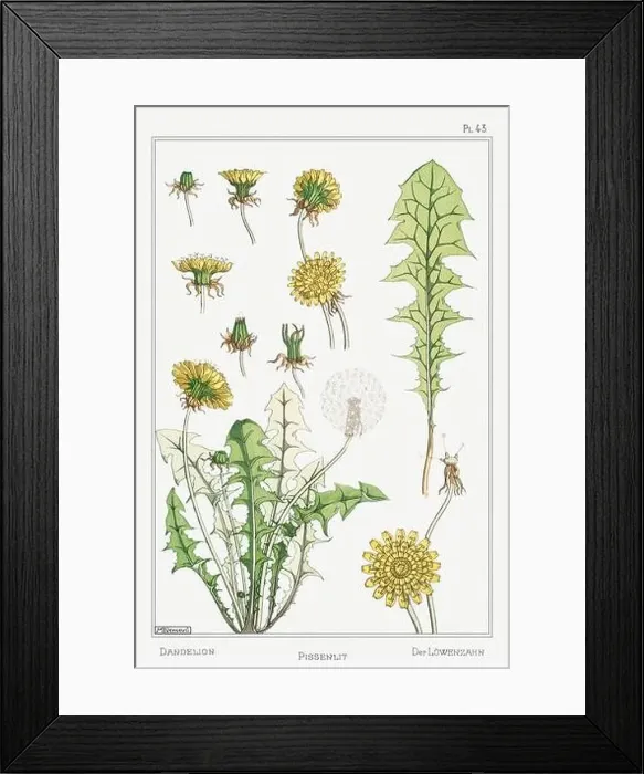Framed Print : Dandelion. Botanical art illustrated by Maurice Pillard Verneuil (1896) Framed Print : Dandelion. Botanical art illustrated by Maurice Pillard Verneuil (1896)