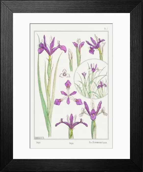 Framed Print : Iris. Botanical art illustrated by Maurice Pillard Verneuil (1896) Framed Print : Iris. Botanical art illustrated by Maurice Pillard Verneuil (1896)