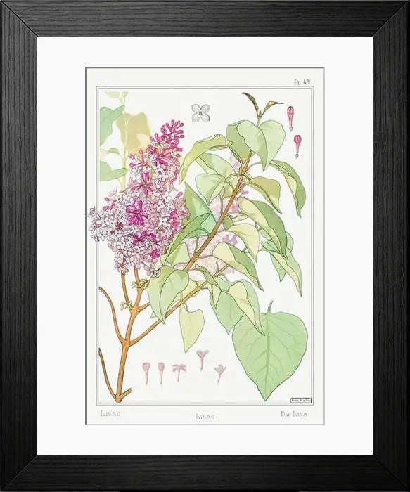 Framed Print : Lilac. Botanical art illustrated by Maurice Pillard Verneuil (1896) Framed Print : Lilac. Botanical art illustrated by Maurice Pillard Verneuil (1896)