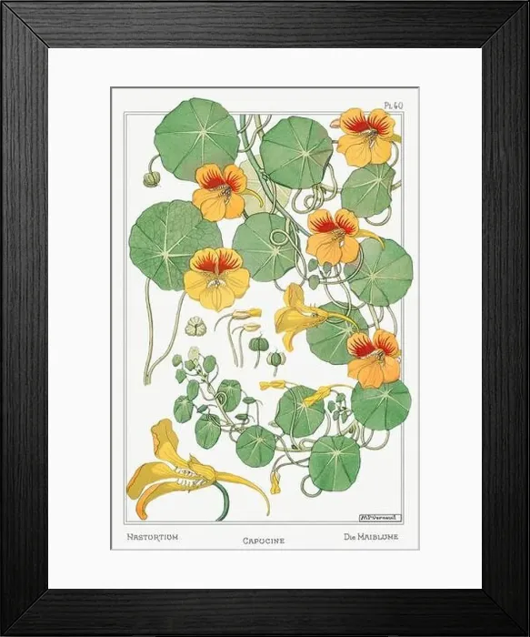 Framed Print : Nasturtium. Botanical art illustrated by Maurice Pillard Verneuil (1896) Framed Print : Nasturtium. Botanical art illustrated by Maurice Pillard Verneuil (1896)