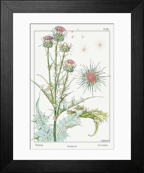 Framed Print : Thistle. Botanical art illustrated by Maurice Pillard Verneuil (1896) Framed Print : Thistle. Botanical art illustrated by Maurice Pillard Verneuil (1896)