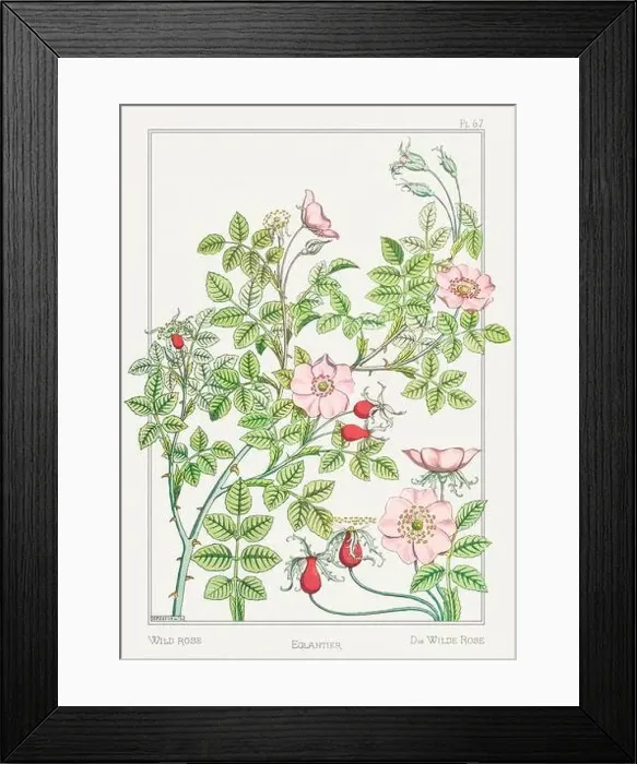 Framed Print : Wild Rose. Botanical art illustrated by Maurice Pillard Verneuil (1896) Framed Print : Wild Rose. Botanical art illustrated by Maurice Pillard Verneuil (1896)
