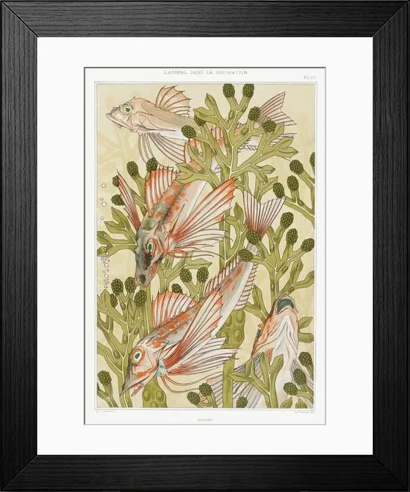 Framed Print : Fishes / Illustration from L'animal dans la decoration (1897) by Maurice Pillard Verneuil Framed Print : Fishes / Illustration from L'animal dans la decoration (1897) by Maurice Pillard Verneuil