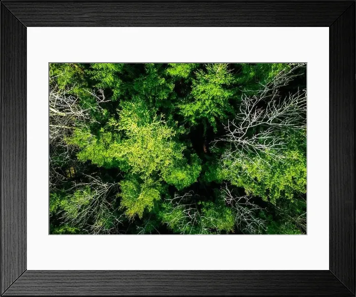Framed Print : Fantastic drone view of coniferous and deciduous trees in a mixed forest in very early spring Framed Print : Fantastic drone view of coniferous and deciduous trees in a mixed forest in very early spring
