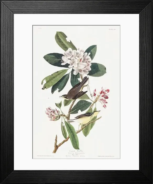 Framed Print : Warbler. Bird illustration from Birds of America by John James Audubon - 1860 Framed Print : Warbler. Bird illustration from Birds of America by John James Audubon - 1860