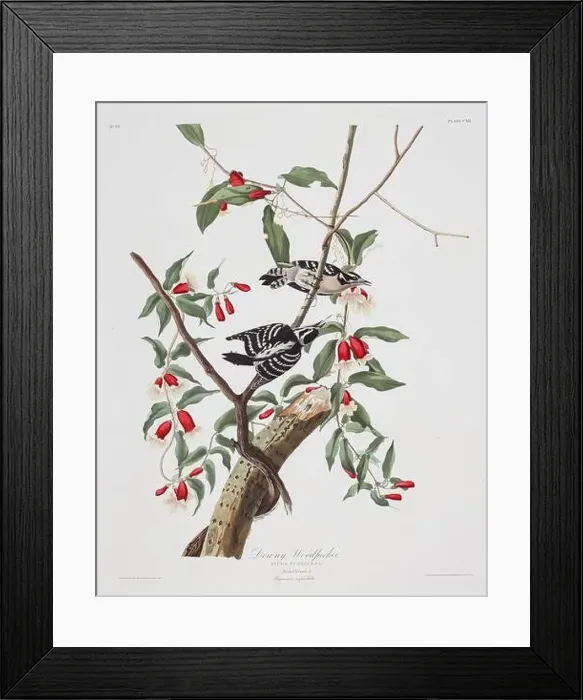 Framed Print : Woodpecker. Bird illustration from Birds of America by John James Audubon- 1860 Framed Print : Woodpecker. Bird illustration from Birds of America by John James Audubon- 1860