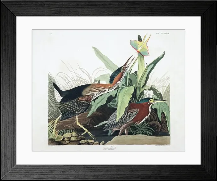 Framed Print : Green heron. Bird illustration from Birds of America by John James Audubon- 1860 Framed Print : Green heron. Bird illustration from Birds of America by John James Audubon- 1860